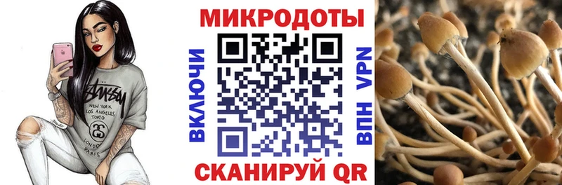 где можно купить   Махачкала  Галлюциногенные грибы Psilocybe 